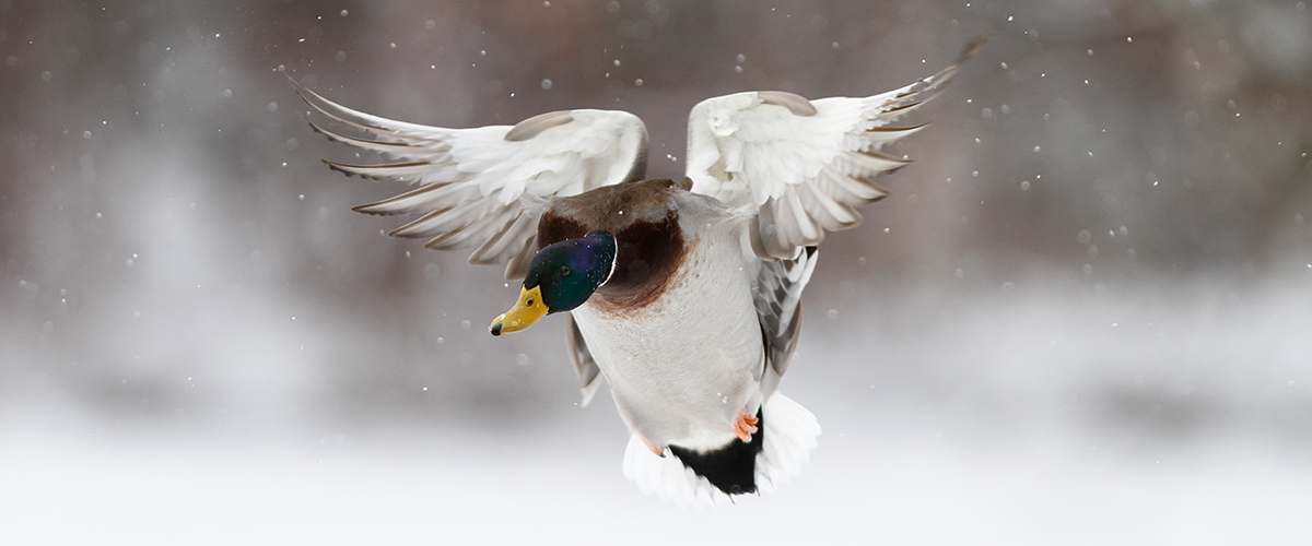 Flying Mallard_Michael Furtman.jpeg